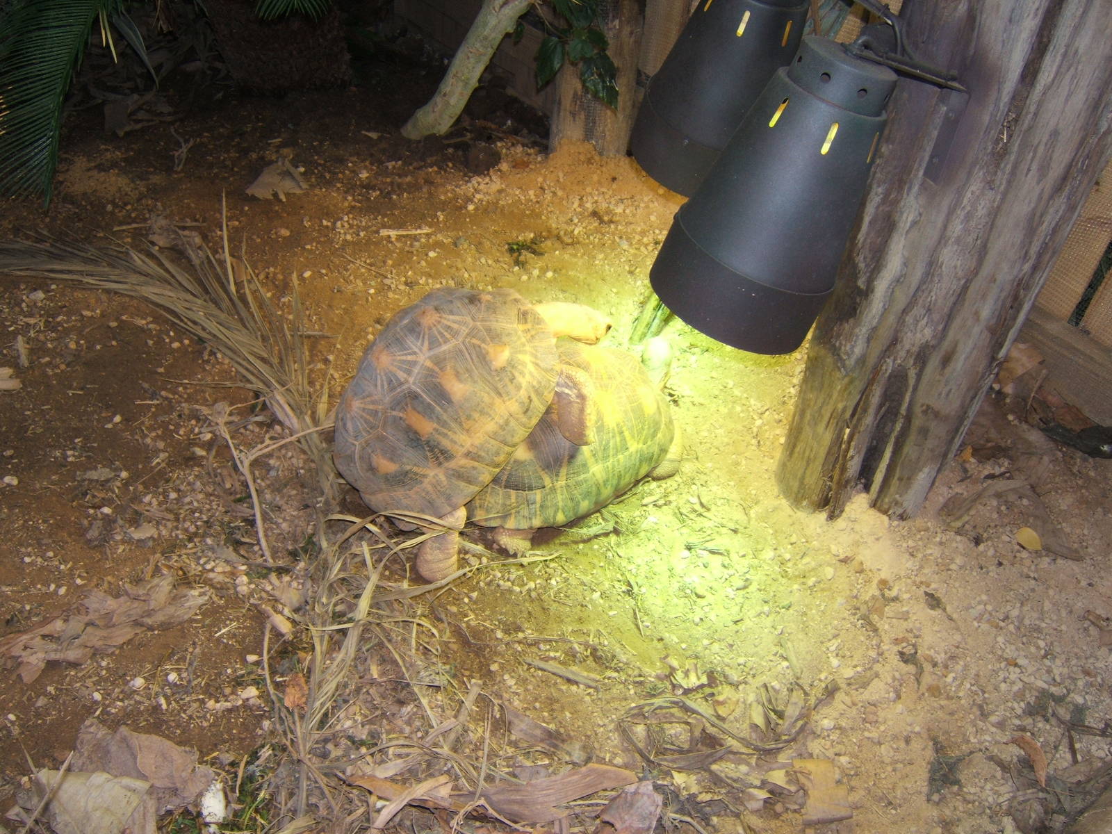 Radiated Tortoise