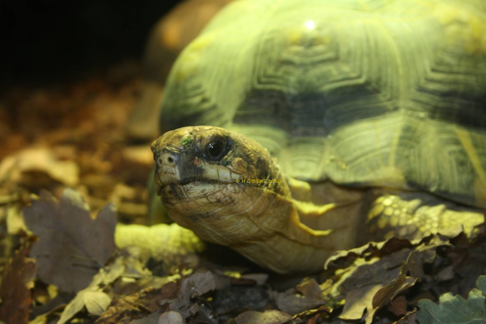 Radiated Tortoise