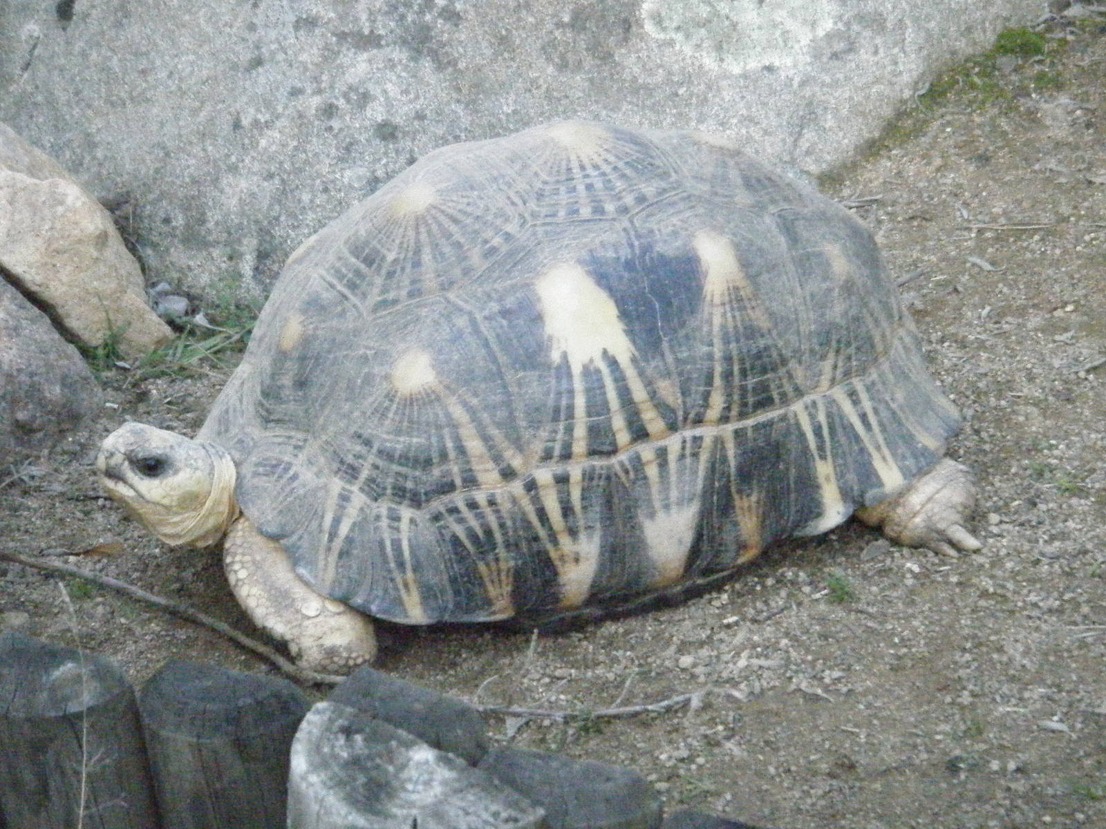 Radiated Tortoise