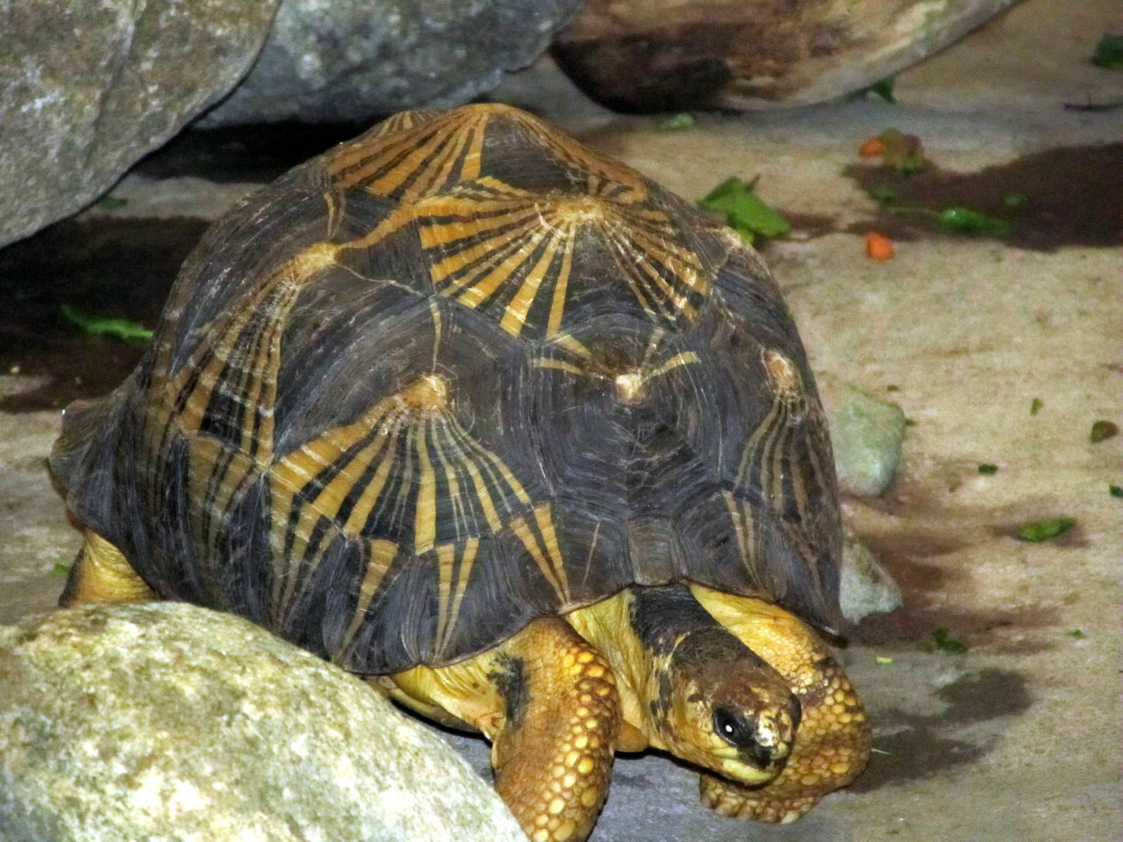 Radiated Tortoise