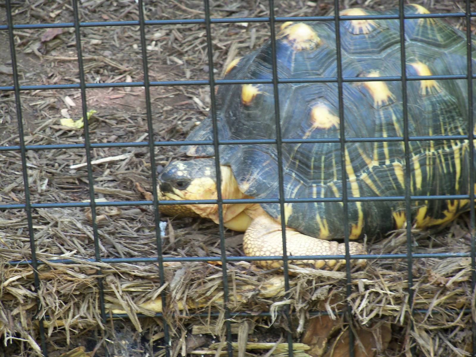 Radiated Tortoise