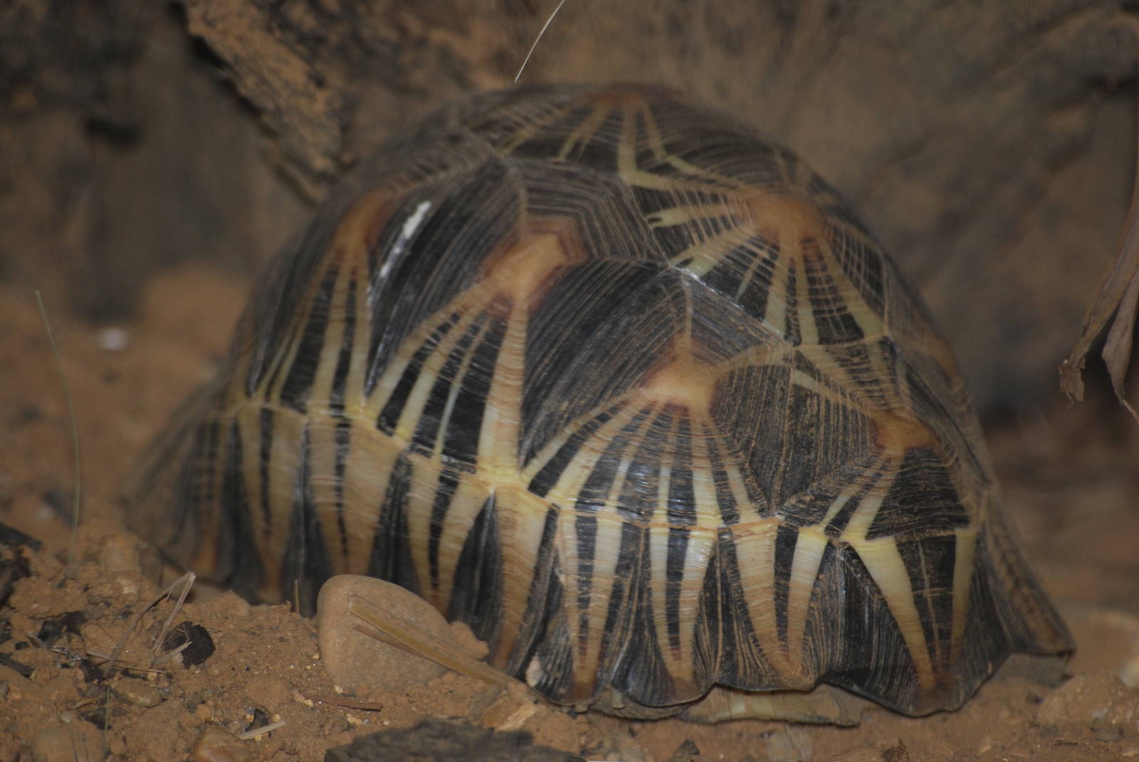 Radiated tortoise