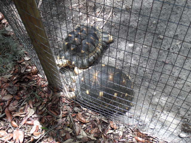 Radiated Tortoise