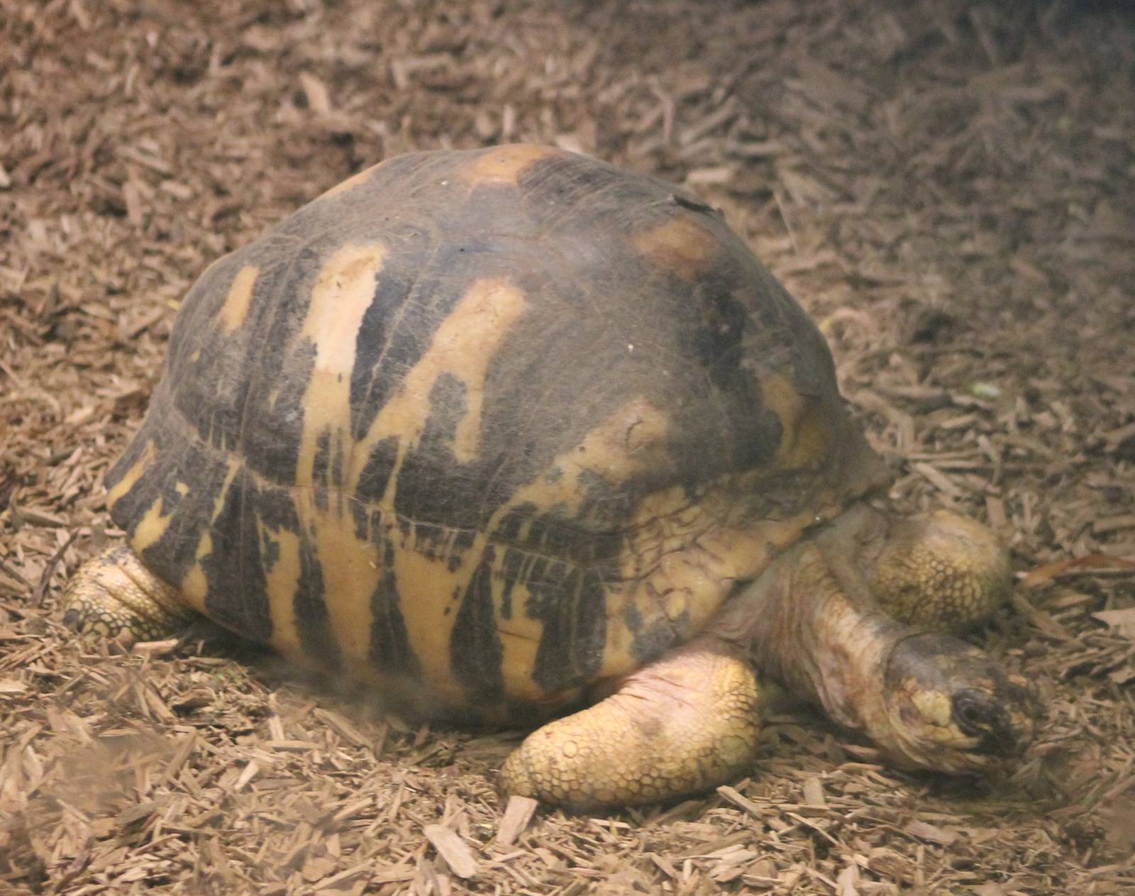 Radiated tortoise