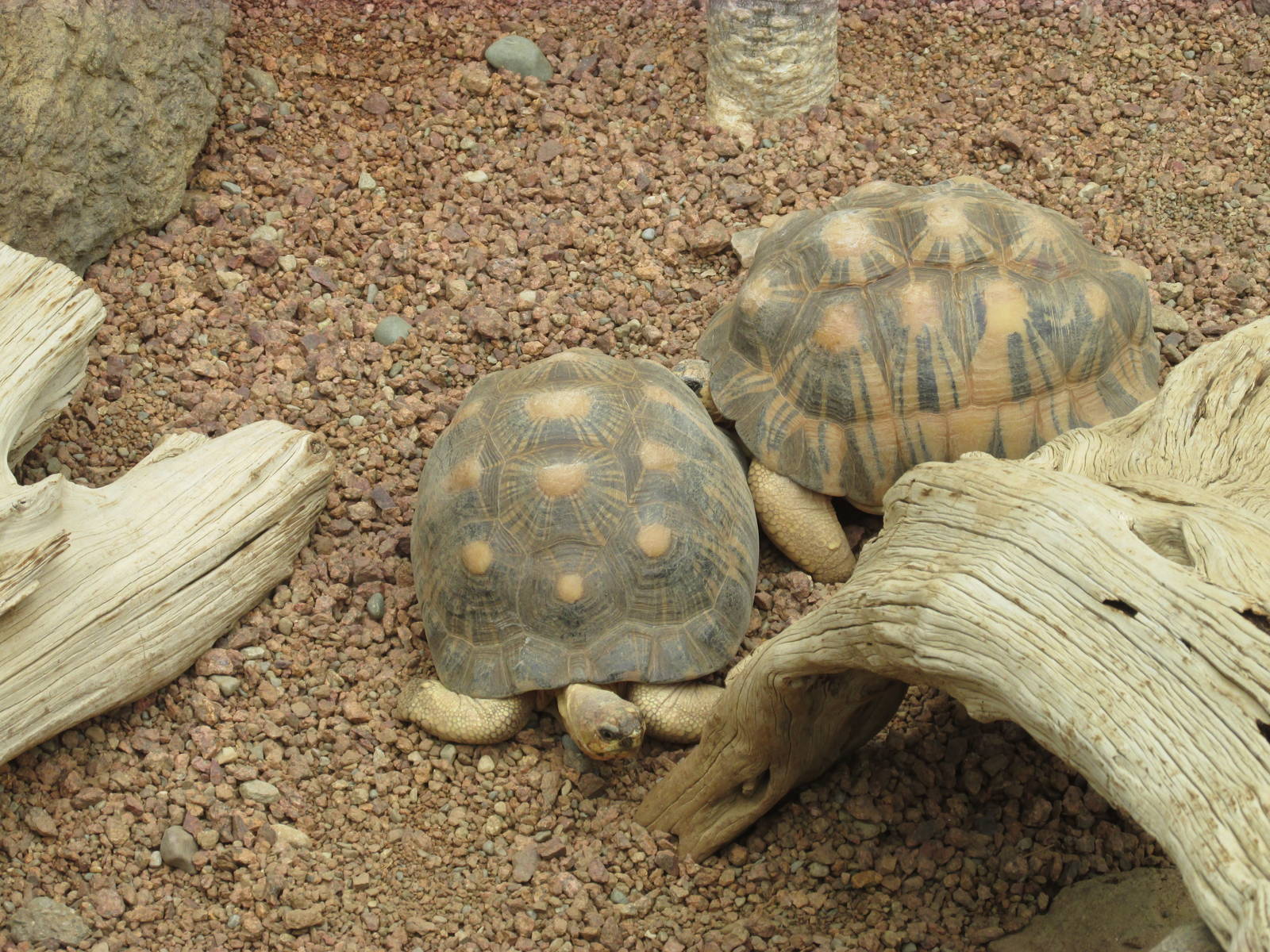 Radiated Tortoise