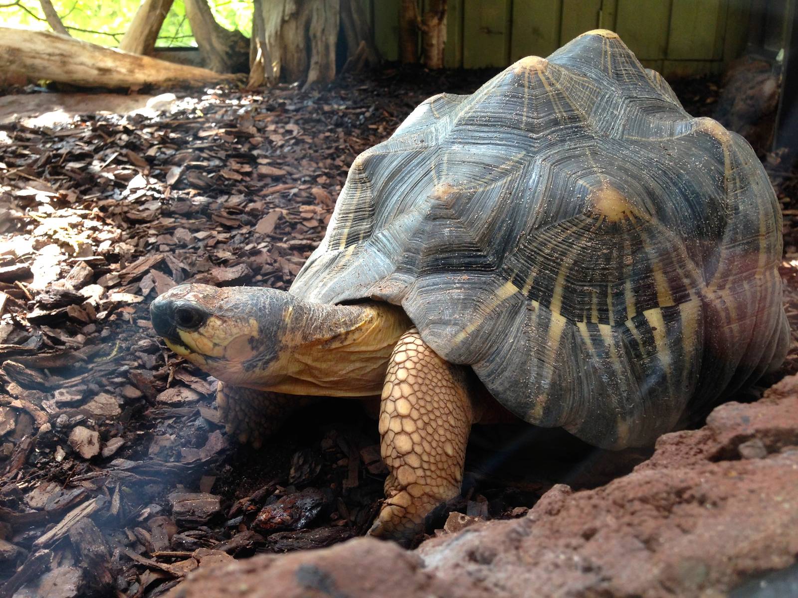 Radiated Tortoise