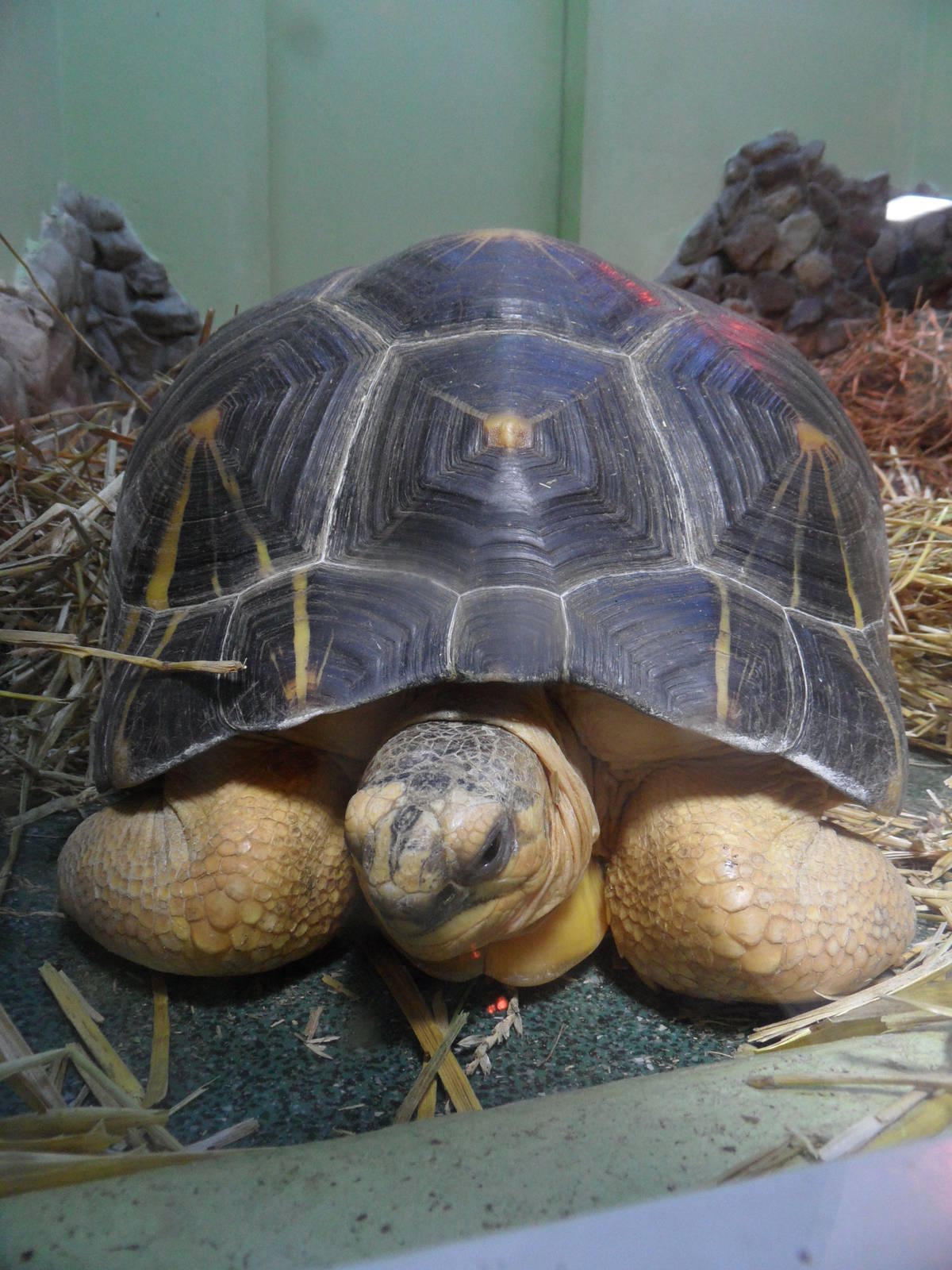 Radiated tortoise