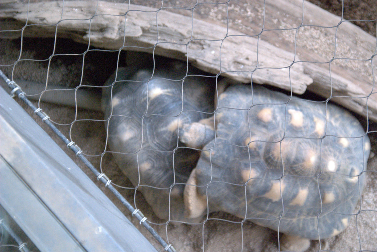 Radiated Tortoise