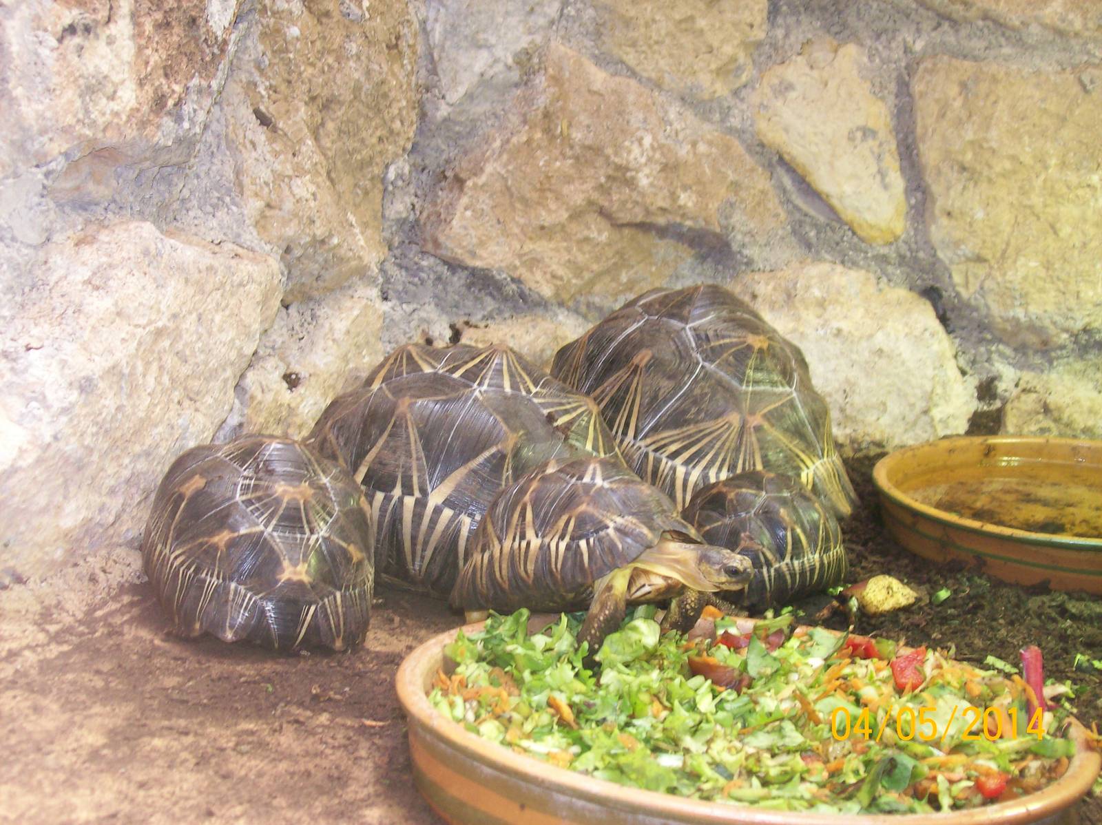 Radiated tortoise