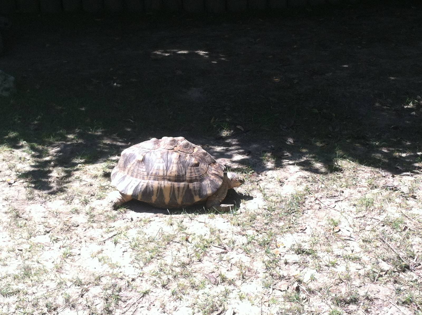 Radiated Tortoise