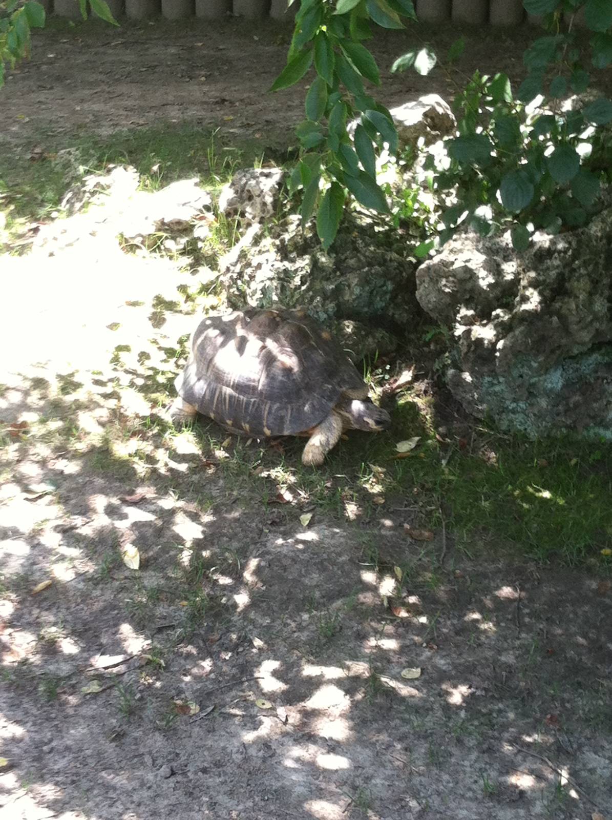 Radiated Tortoise