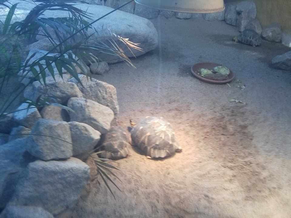 Radiated tortoise