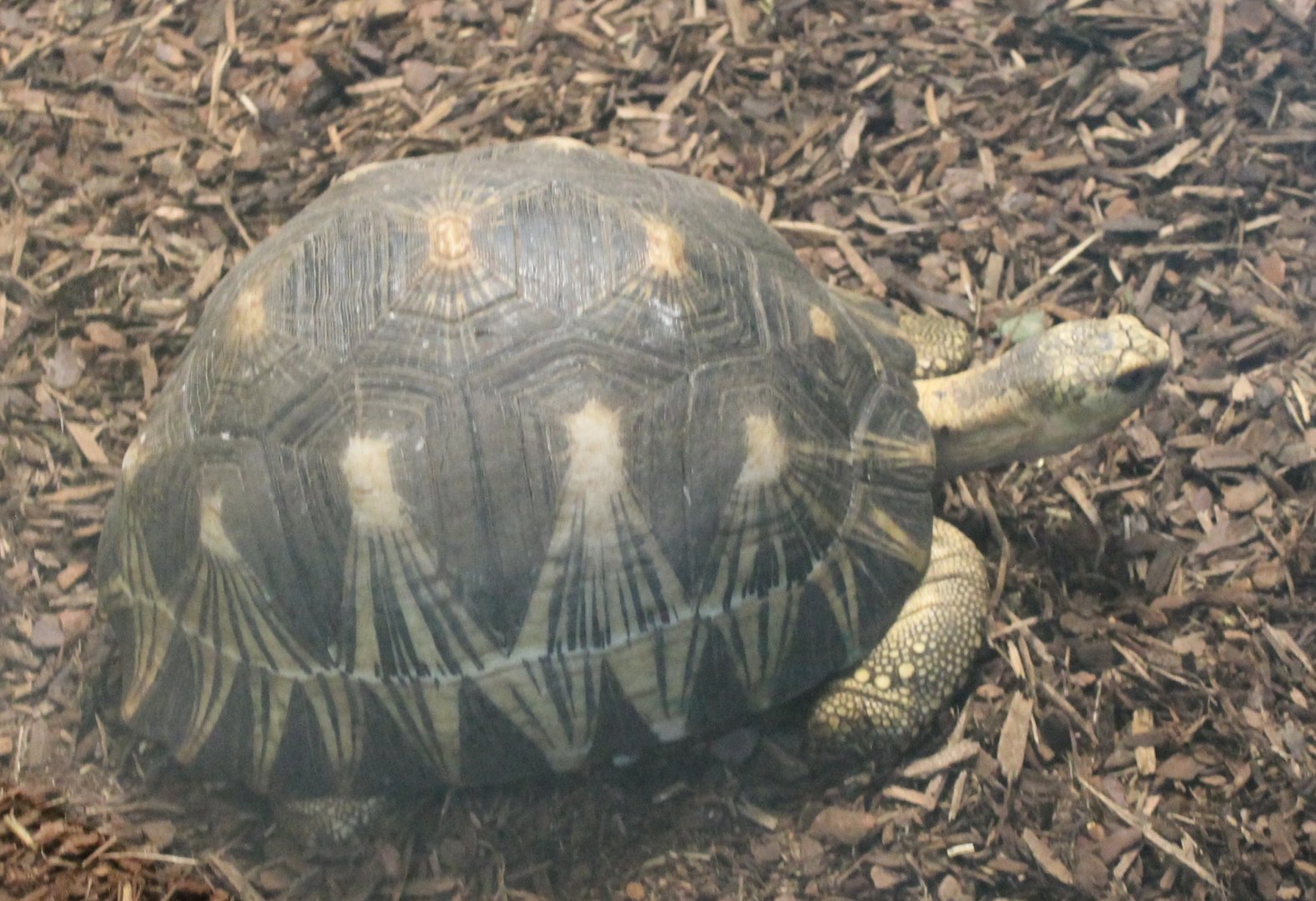 Radiated tortoise