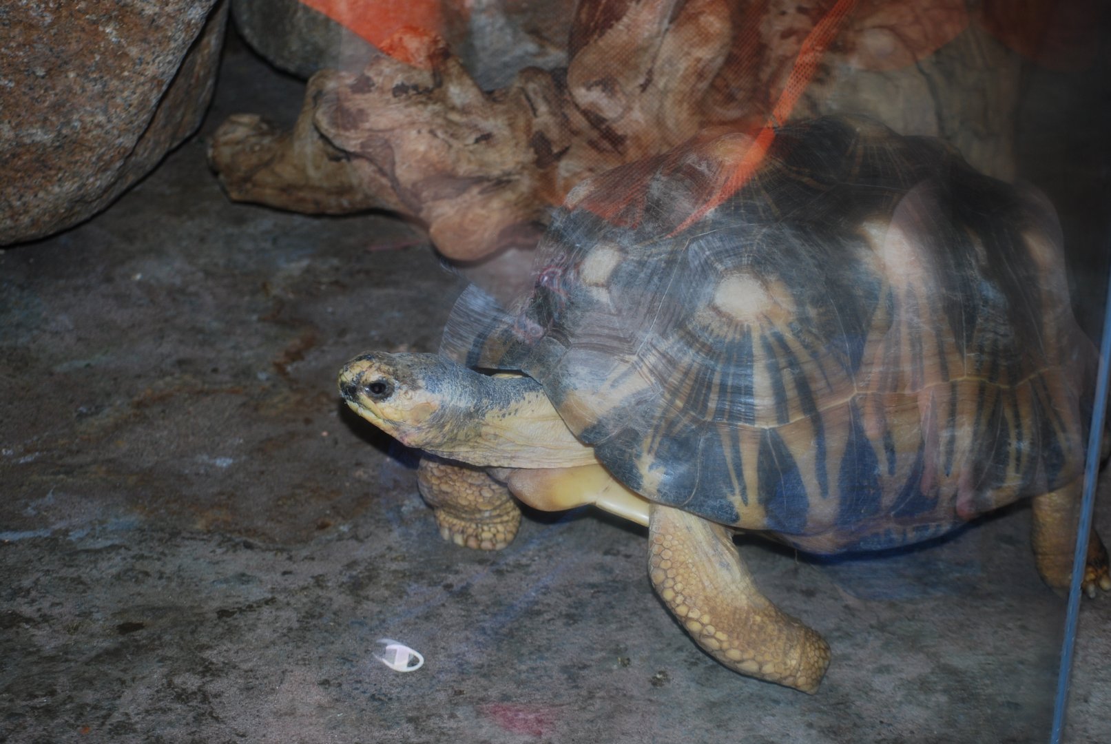 Radiated Tortoise