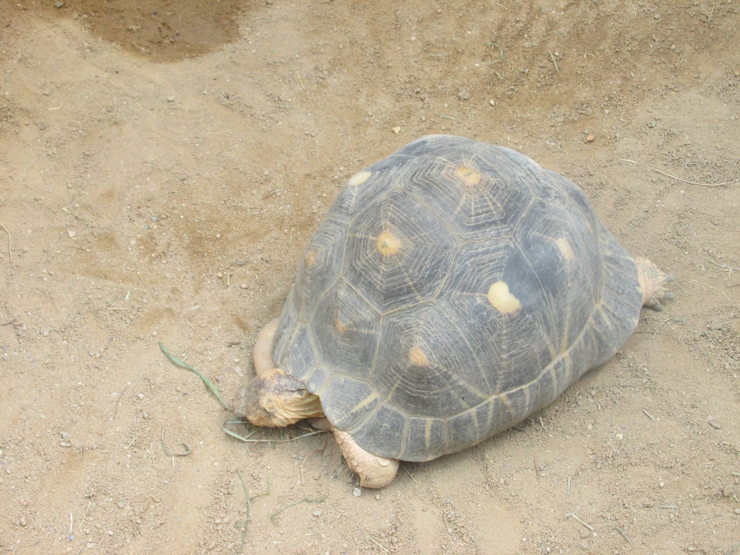 radiated tortoise