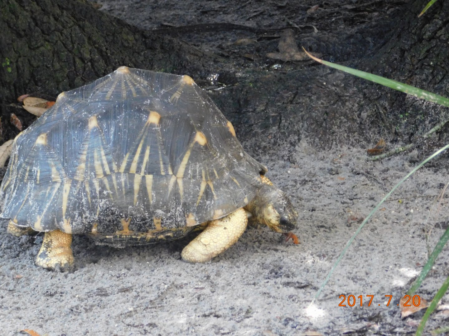 Radiated Tortoise