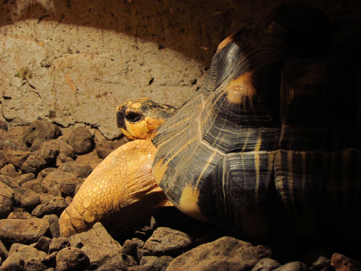 Radiated tortoise