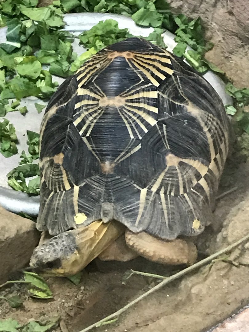 Radiated tortoise