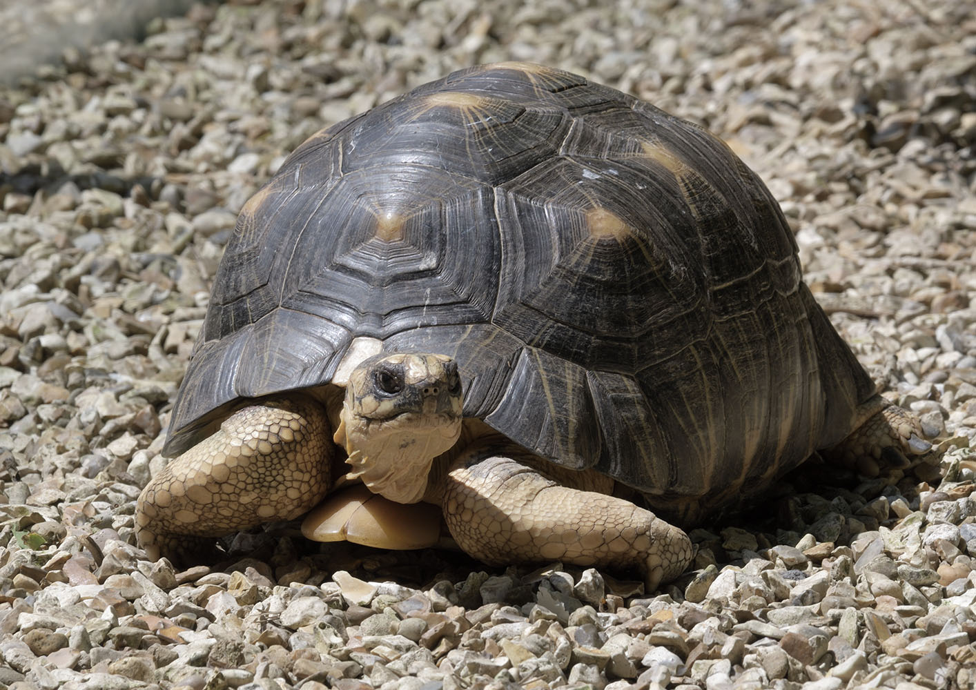 Radiated tortoise