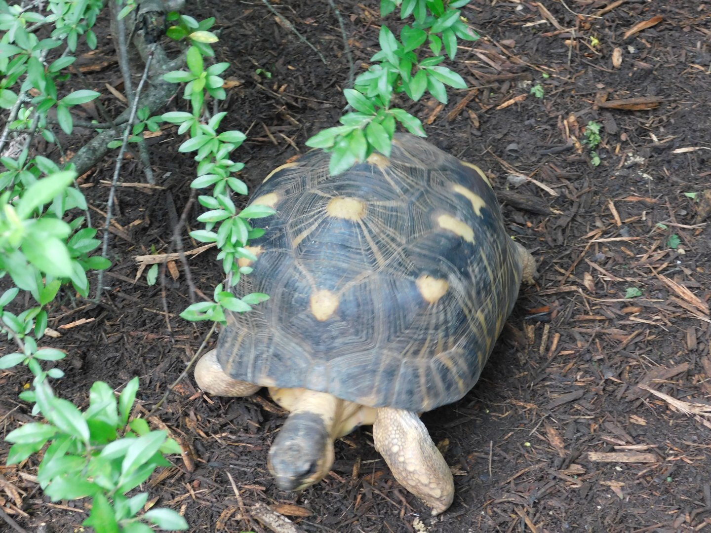 Radiated Tortoise