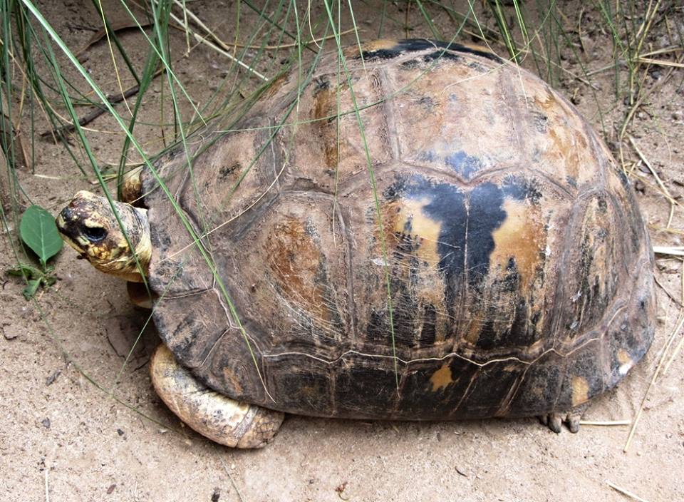 Radiated Tortoise