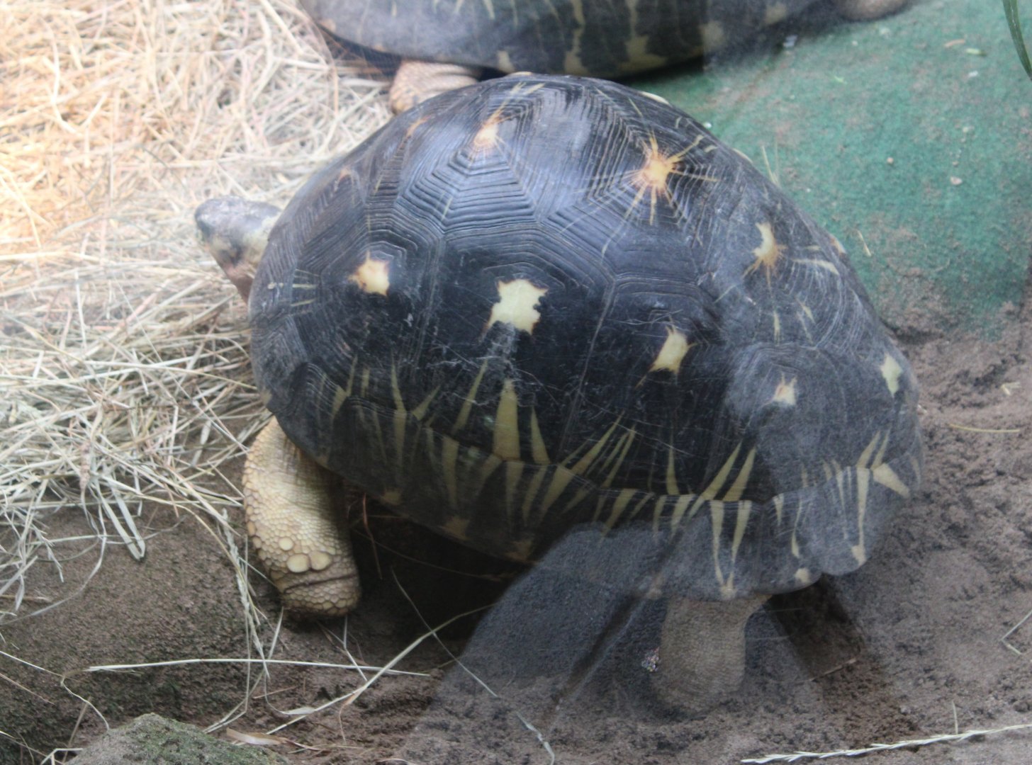 Radiated tortoise