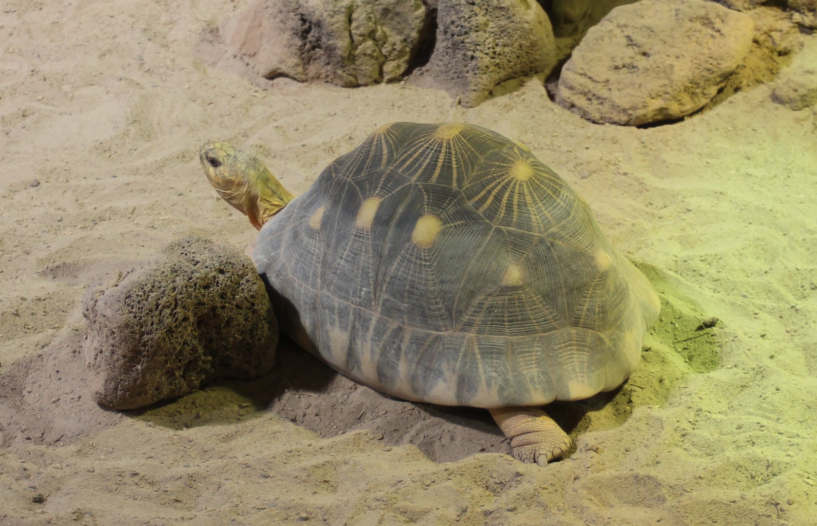 Radiated tortoise