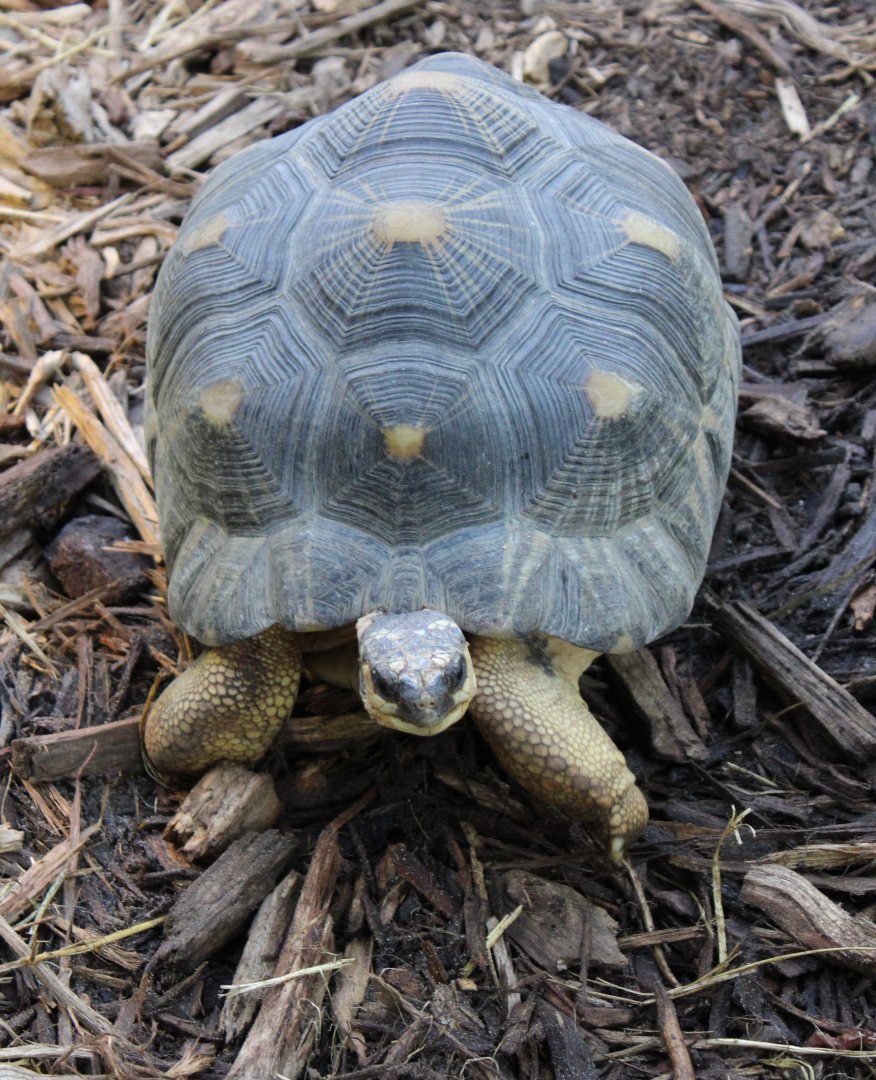 Radiated tortoise