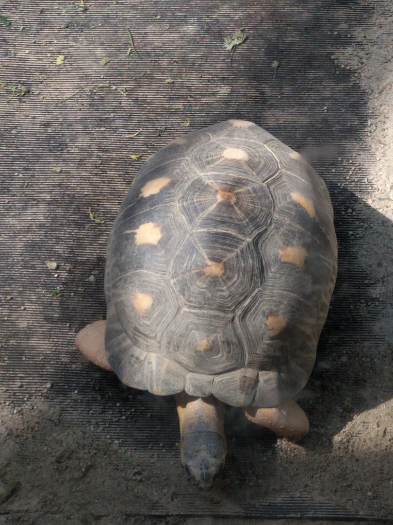 Radiated Tortoise
