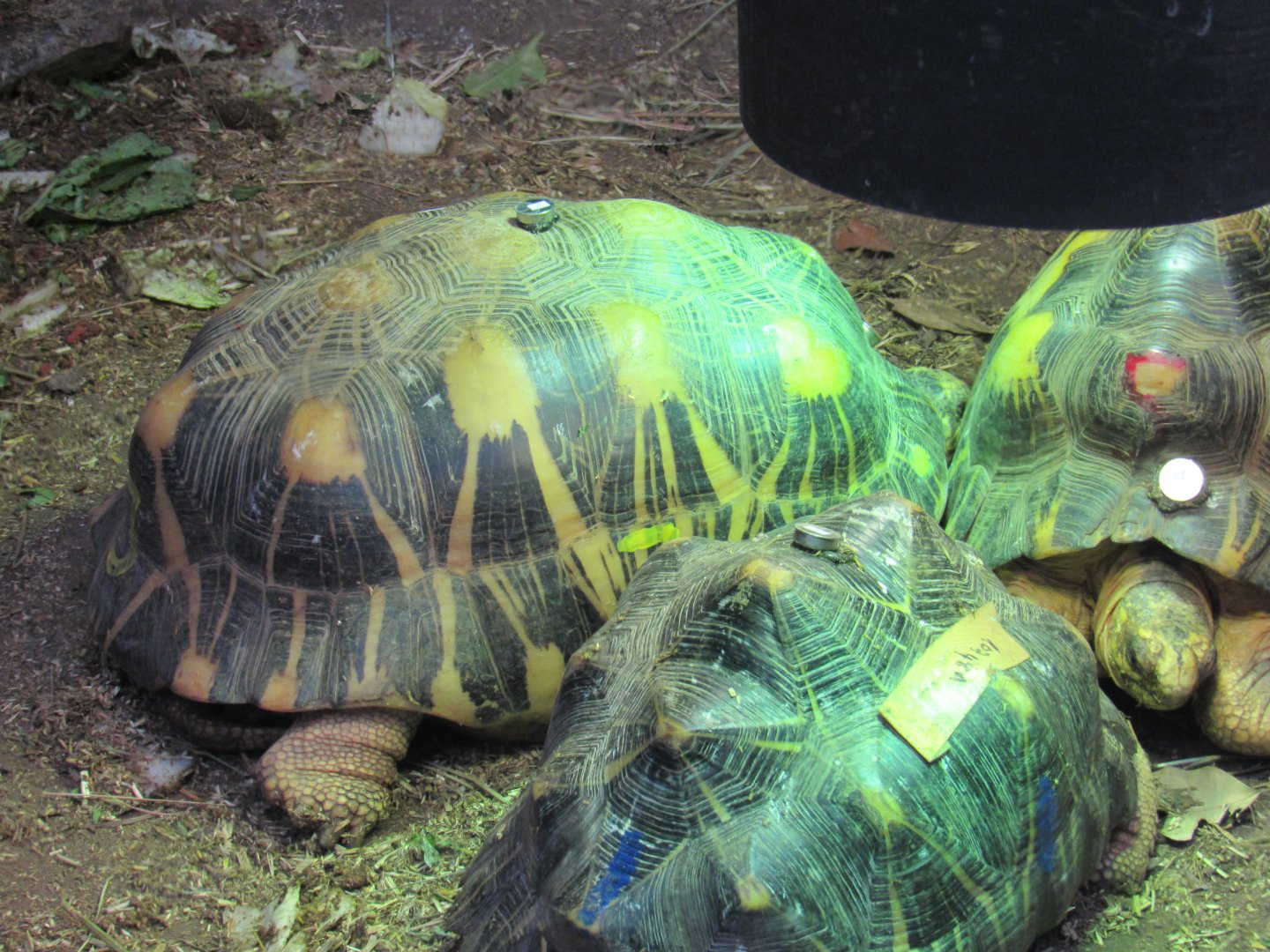 Radiated Tortoise