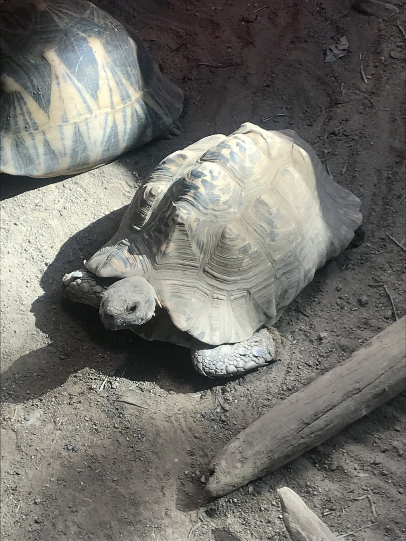 Radiated tortoise