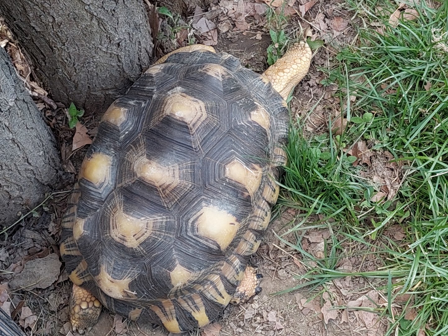 Radiated Tortoise
