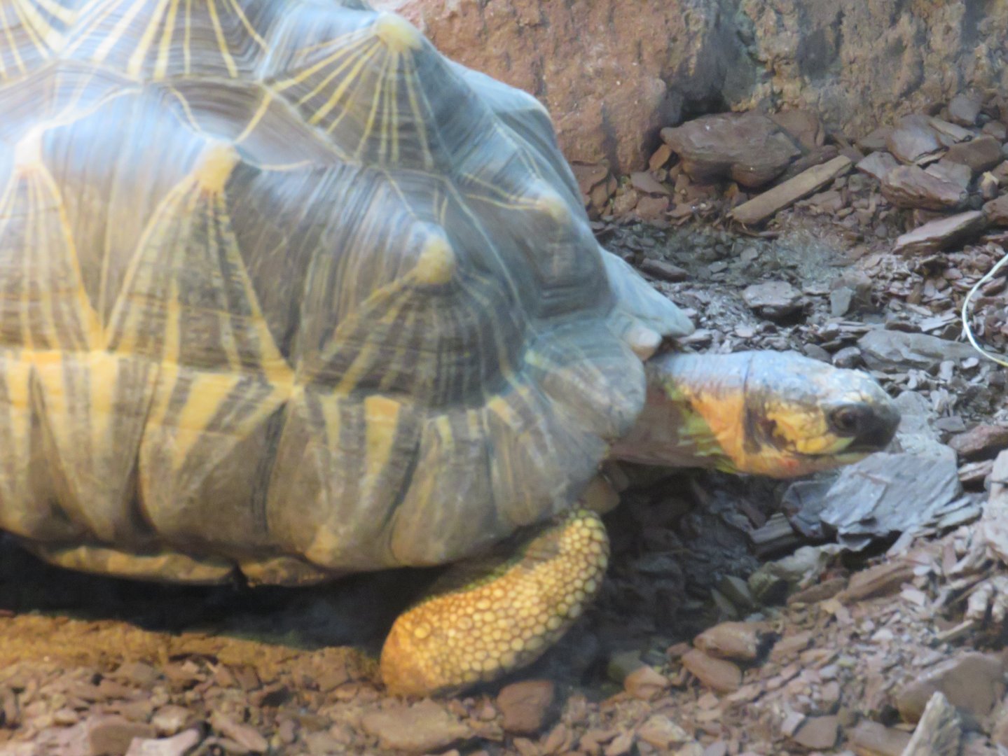 Radiated tortoise