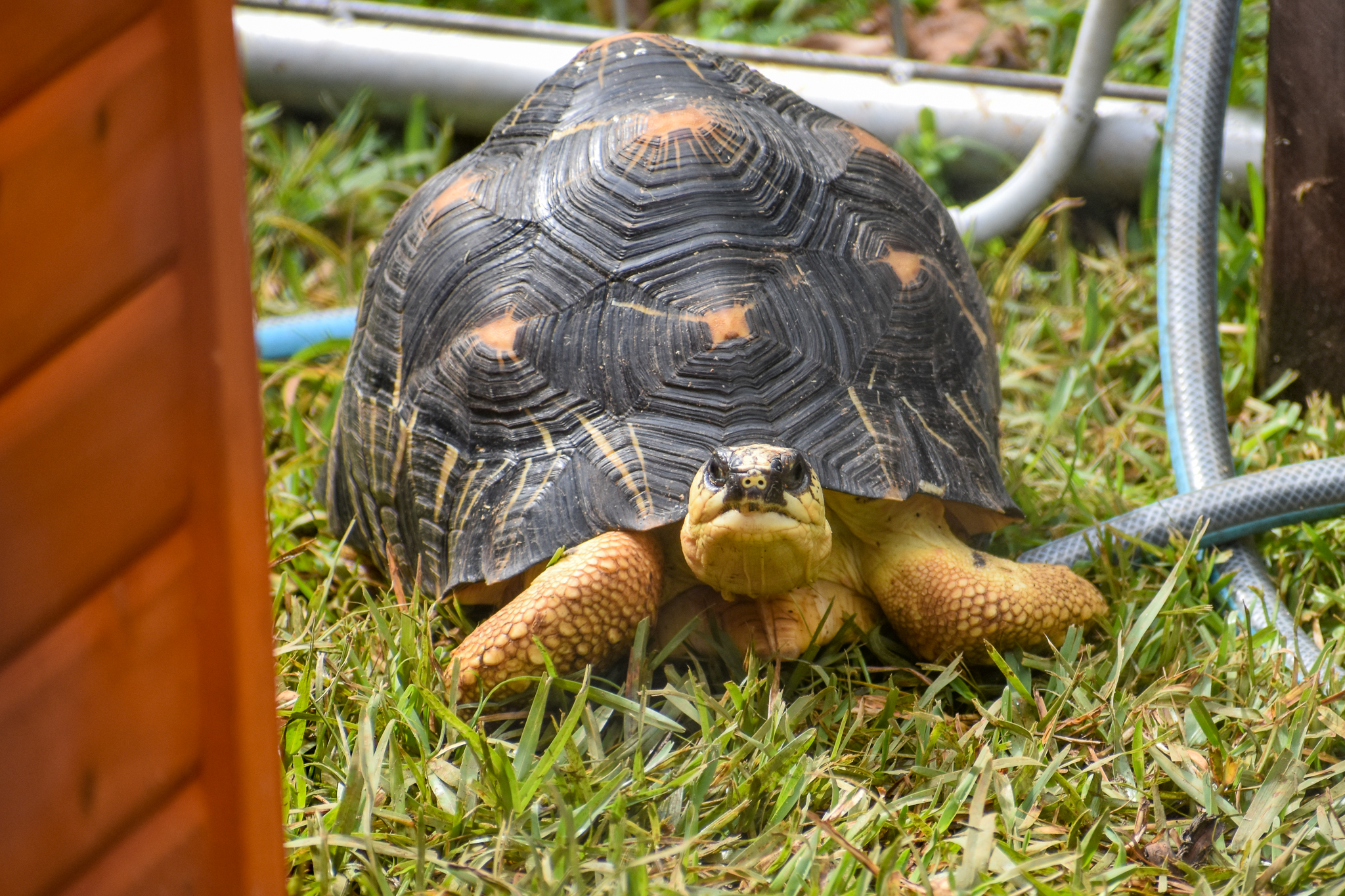 Radiated Tortoise