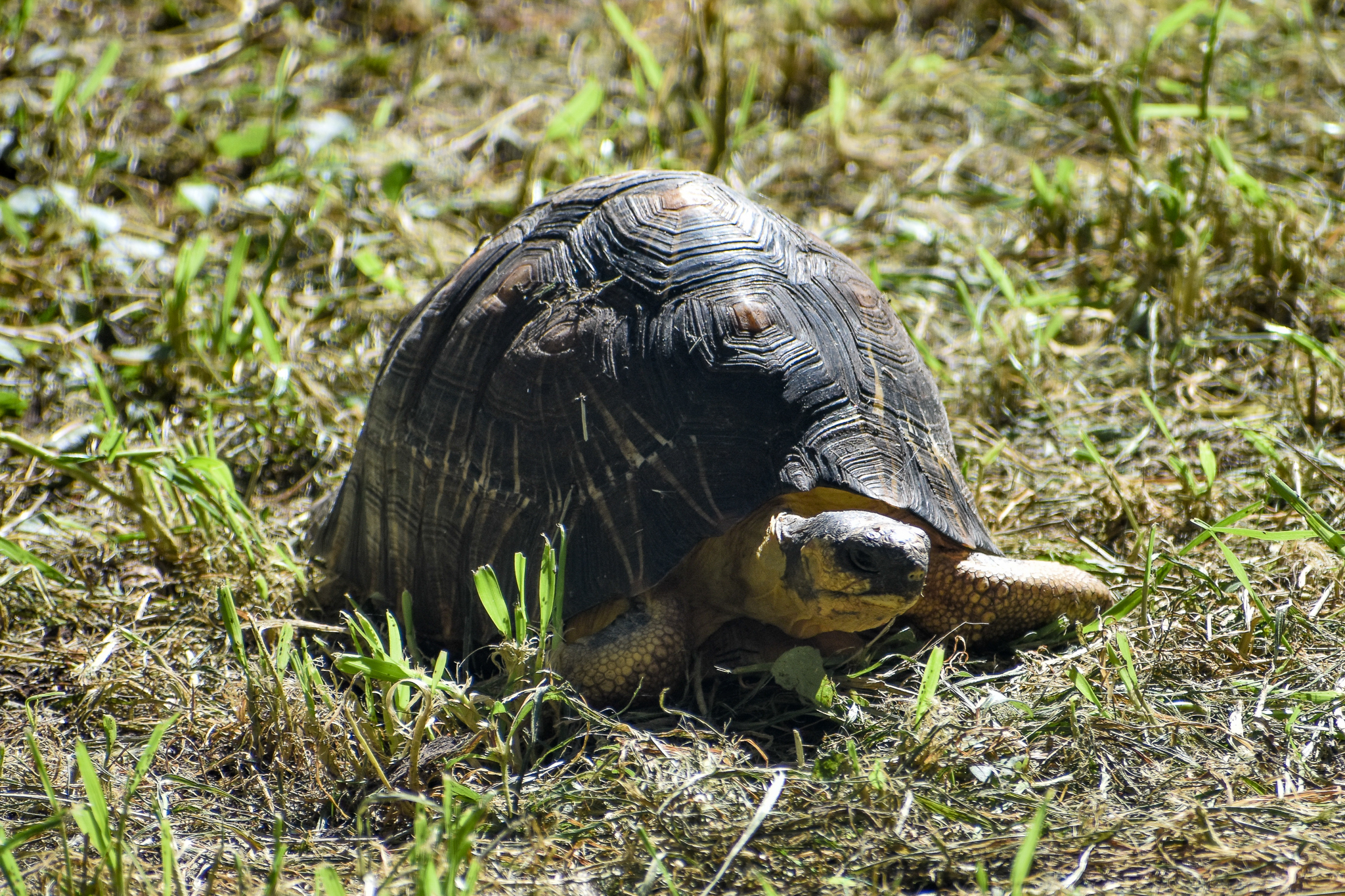 Radiated Tortoise