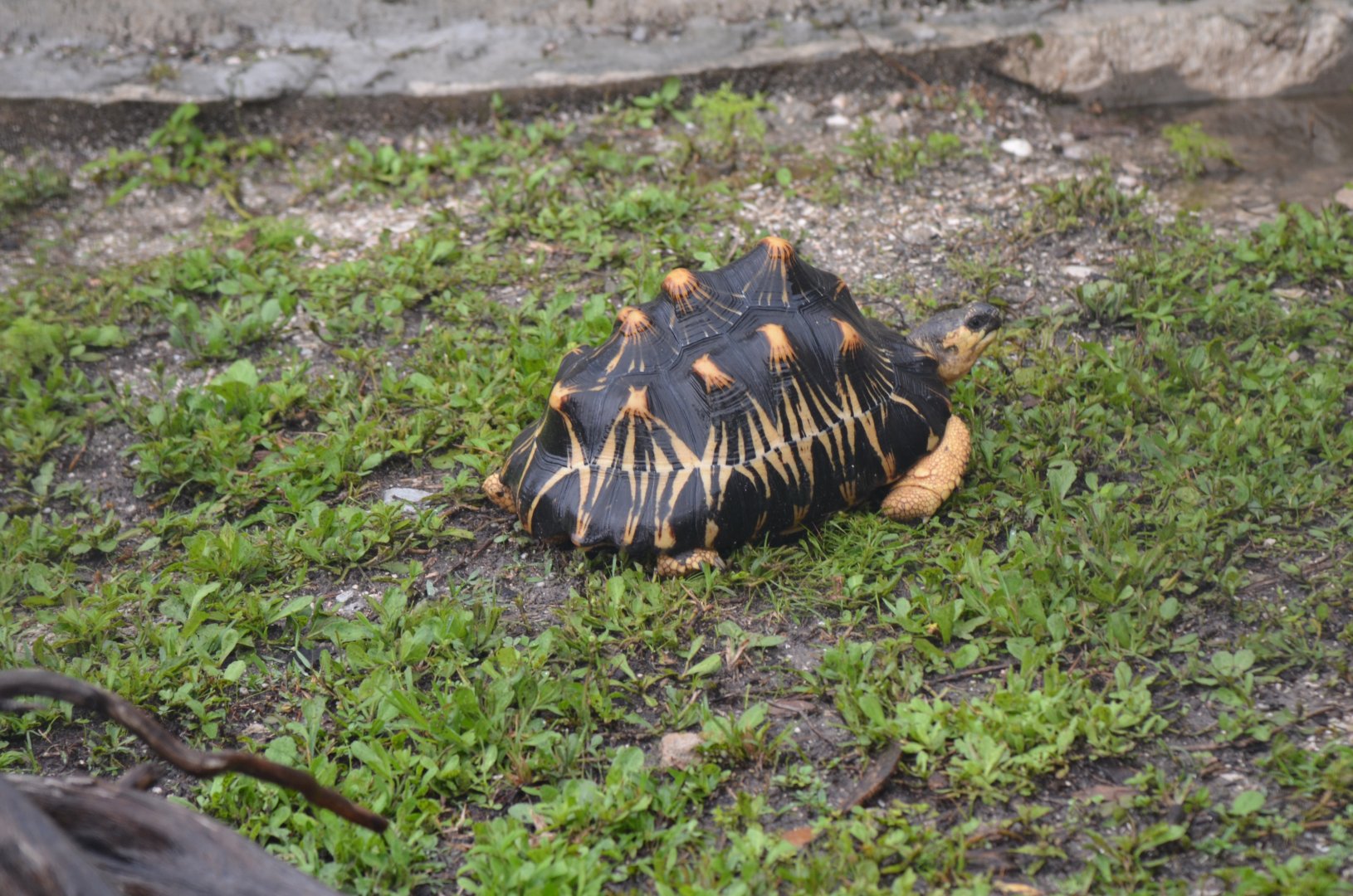Radiated Tortoise