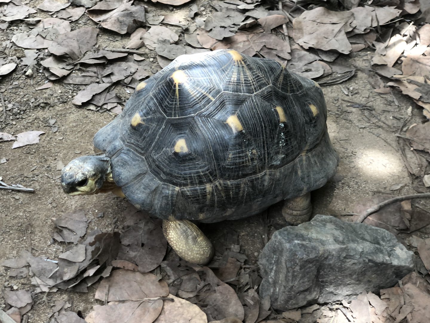 Radiated Tortoise