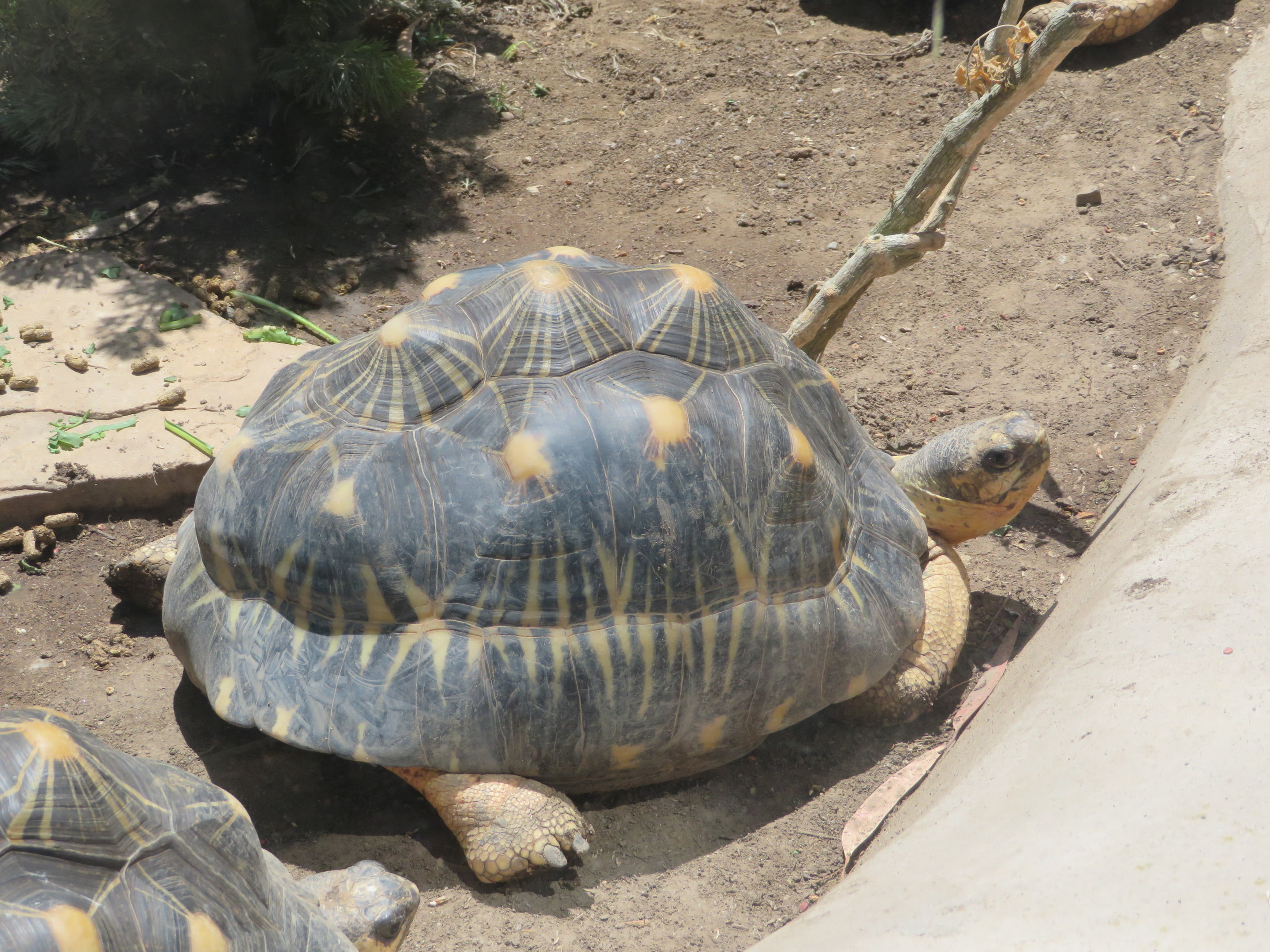 Radiated Tortoise