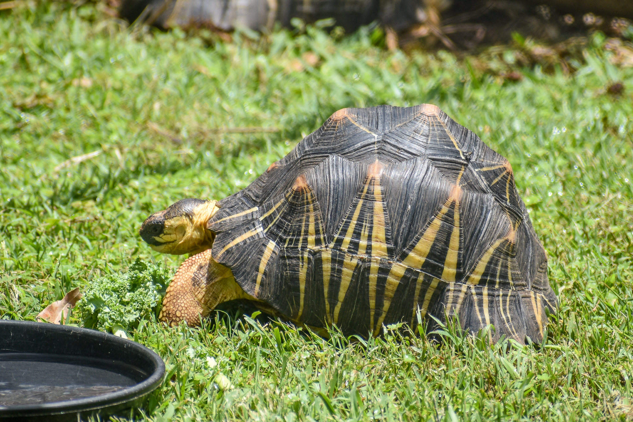 Radiated Tortoise