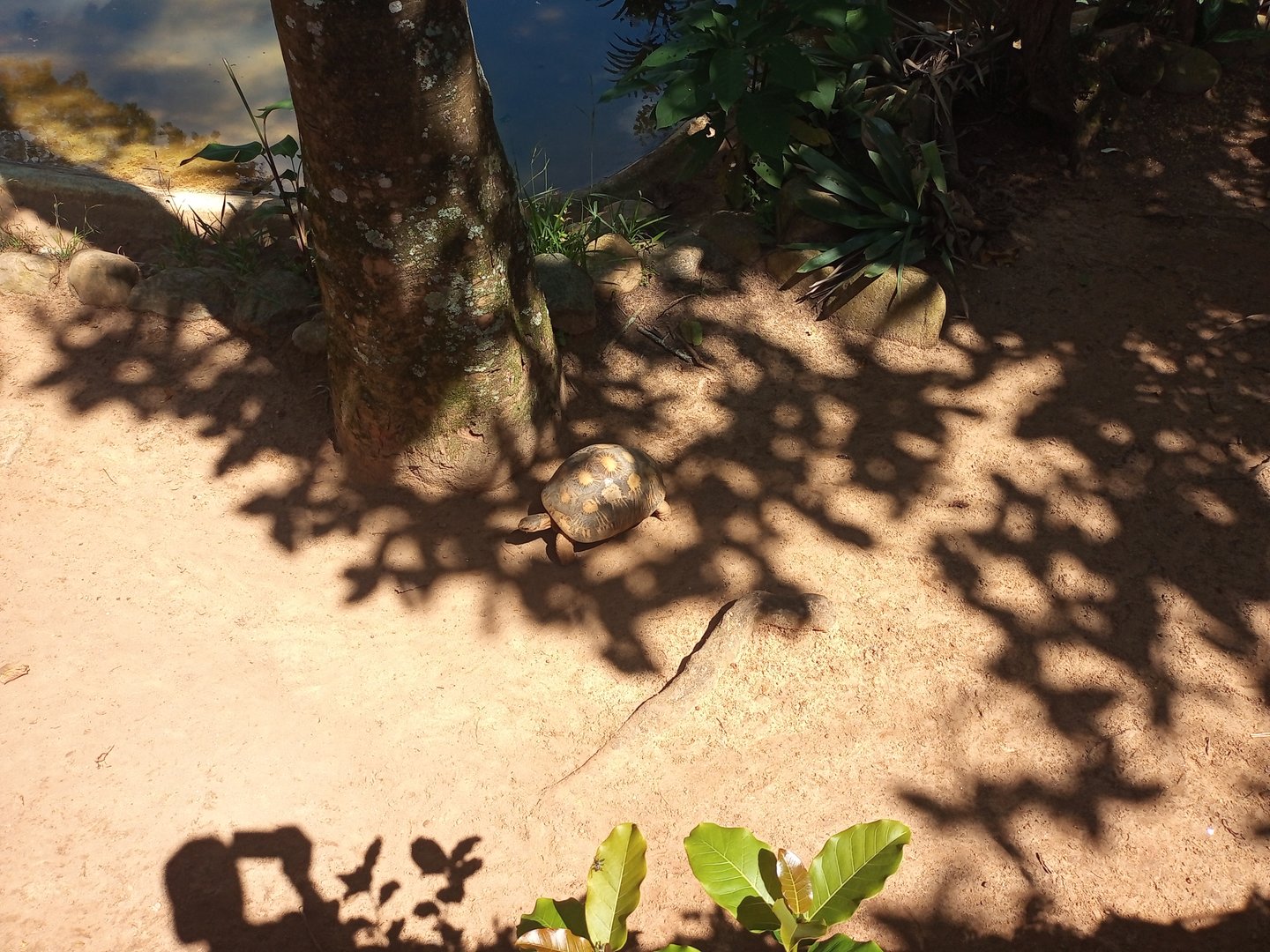 Radiated tortoise