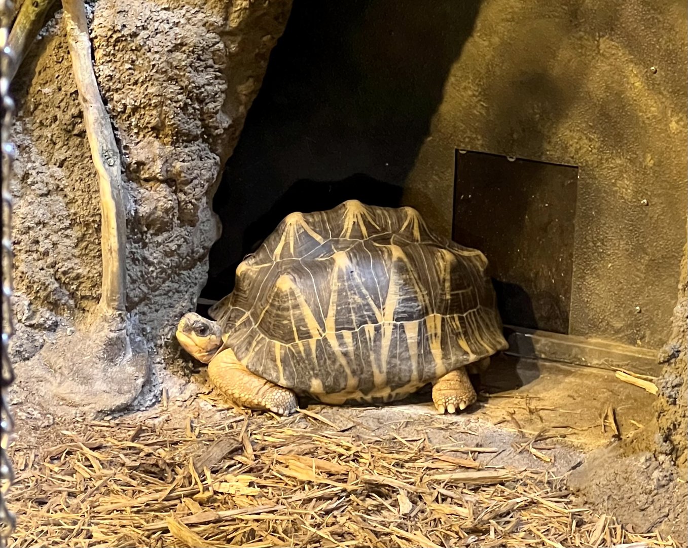 Radiated Tortoise