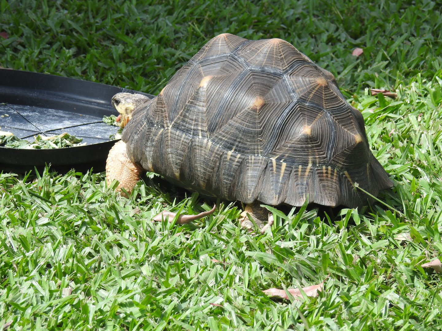 Radiated Tortoise