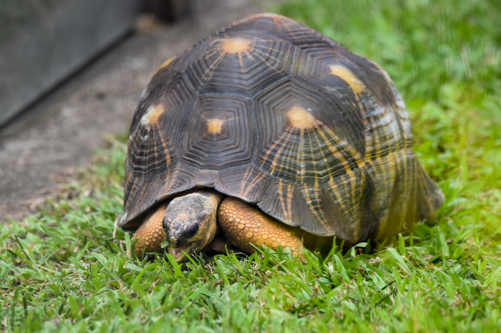 Radiated Tortoise
