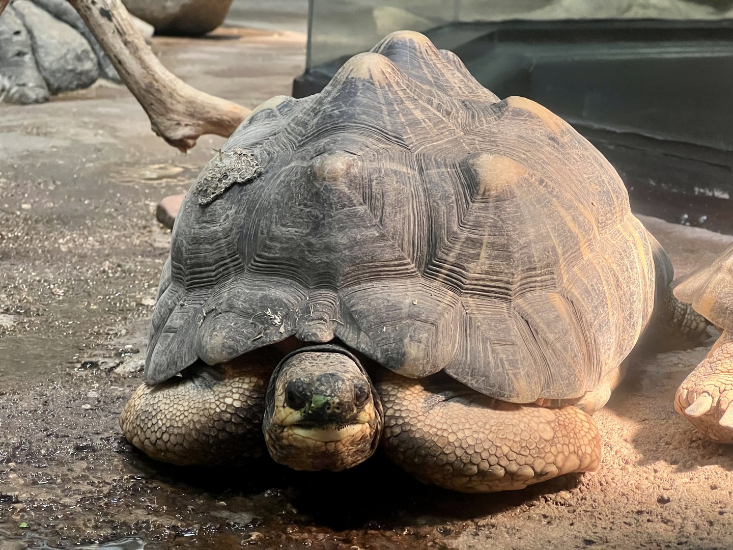 Radiated Tortoise