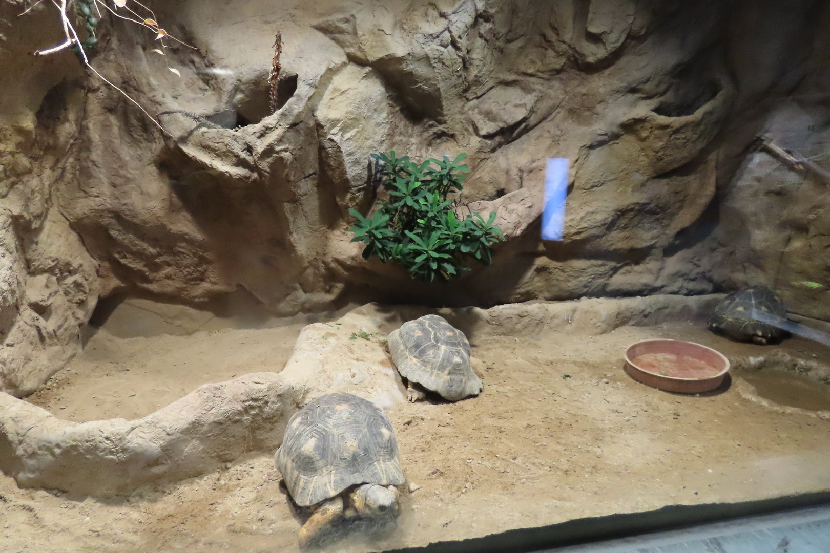 Radiated tortoise