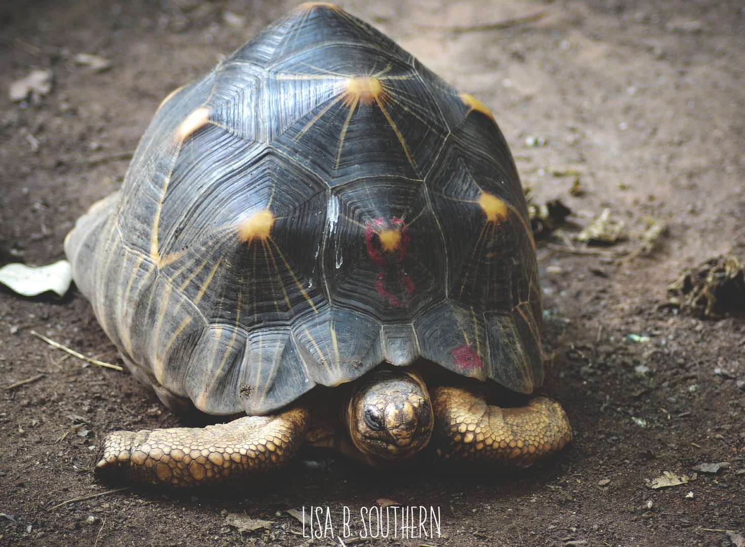 Radiated Tortoise