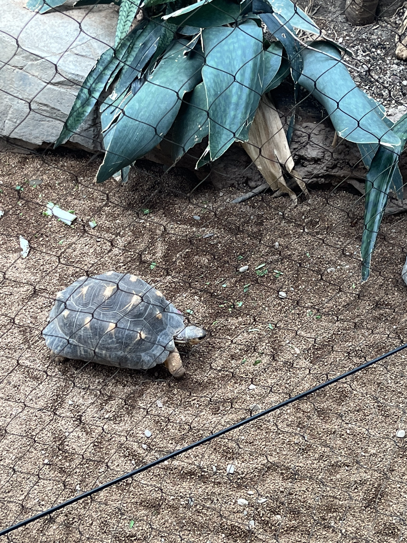 Radiated tortoise