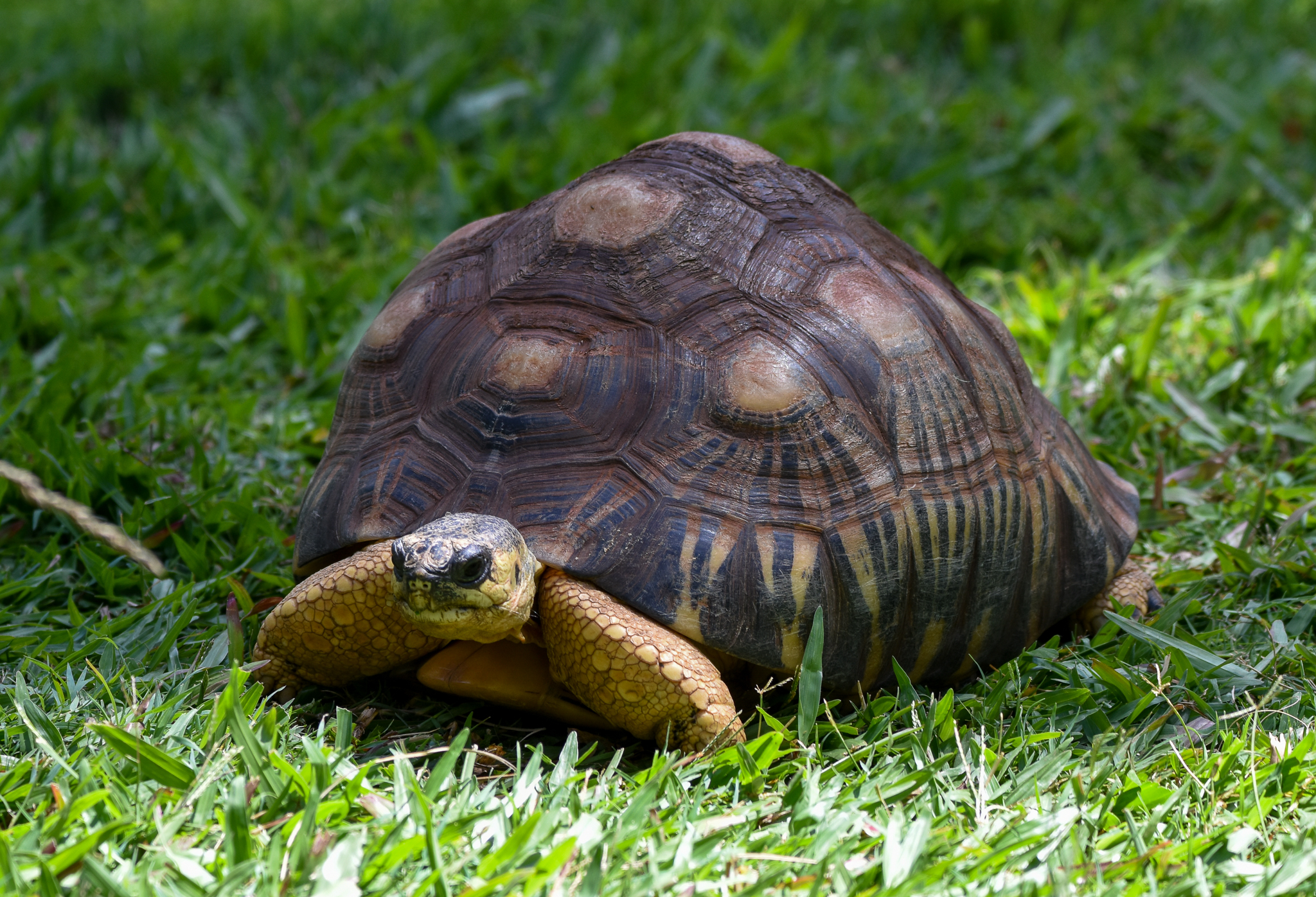 Radiated Tortoise