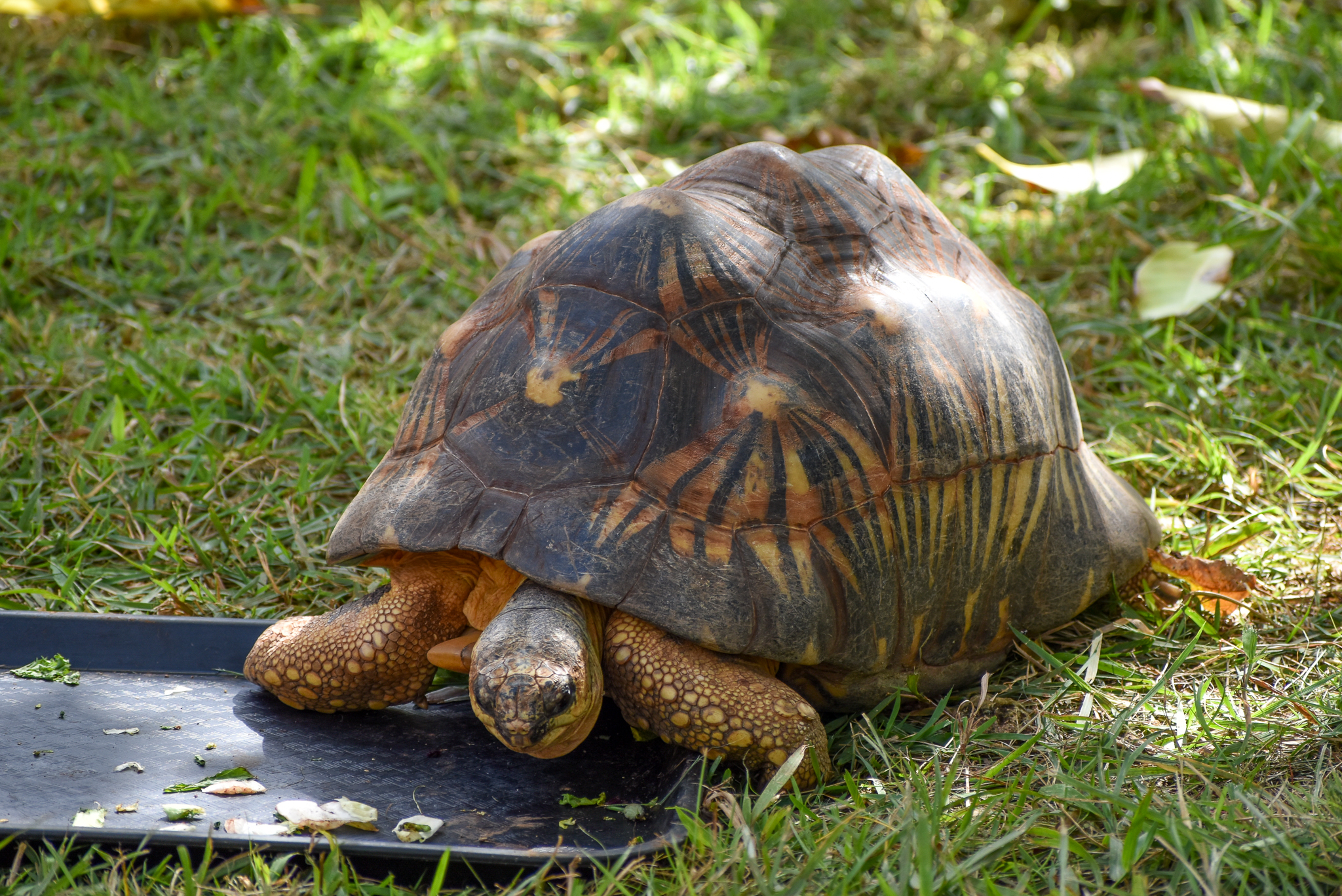 Radiated Tortoise