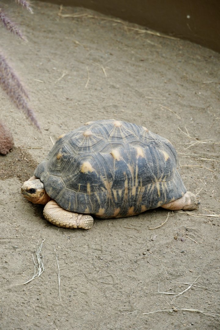 Radiated Tortoise